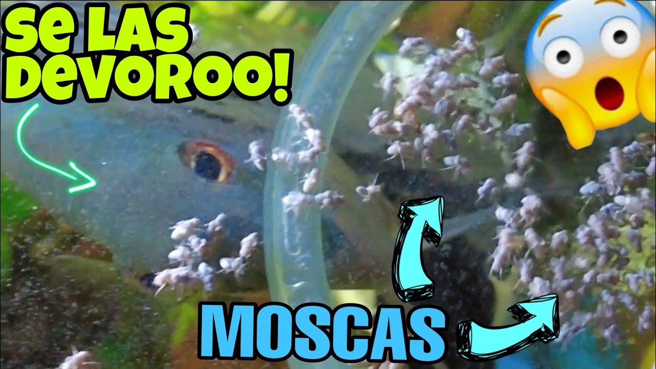Alimento a mis peces con moscas y esto paso 😲 | AQUA RC