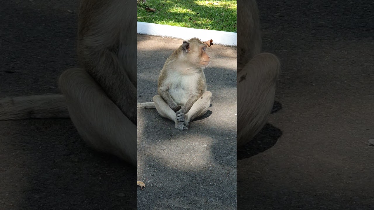 Comedy monkey,funny public monkey , feeeding poor public monkey