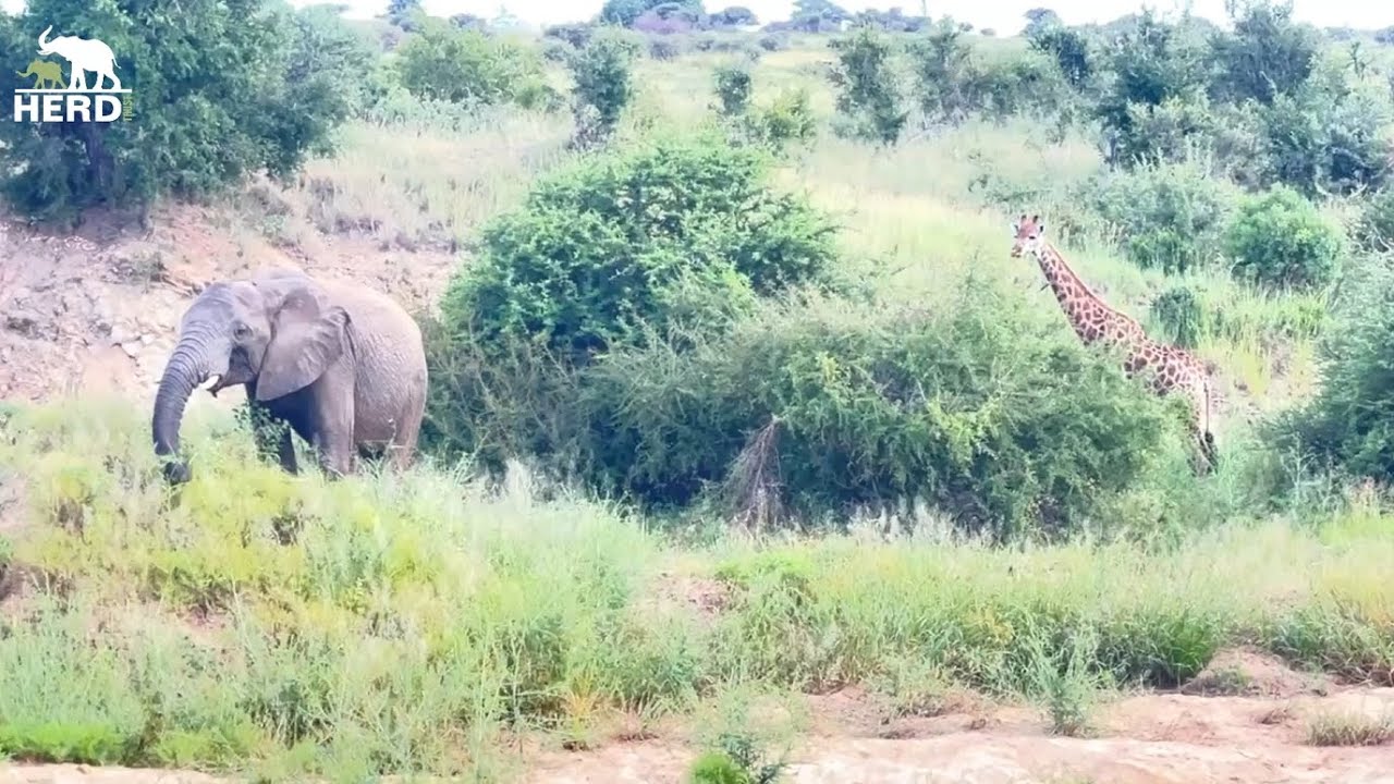 Feeding and Family Time with the Elephant Herd 🐘💚