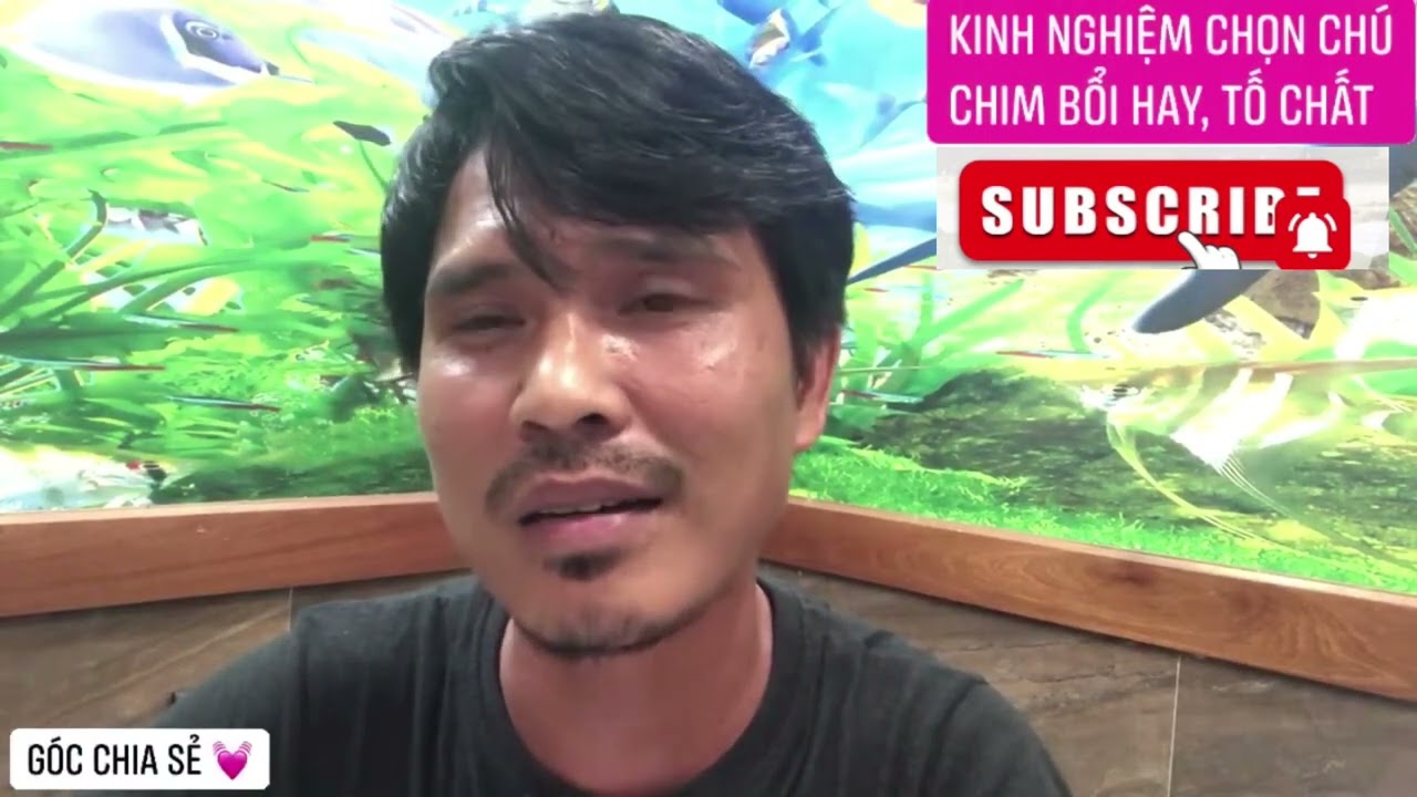 BỘ BA PHÉP THUẬT//CHIA SẺ CÁCH CHỌN CHIM CHÀO MÀO BỔI// TUẤN LINH LÊ//