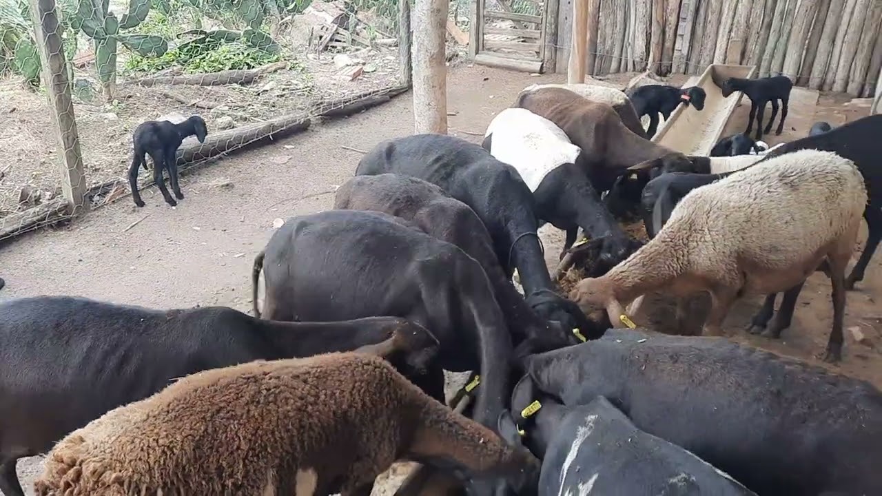 aplicação de VERMÍFUGO em ovelha prenha e durante o parto como fazer