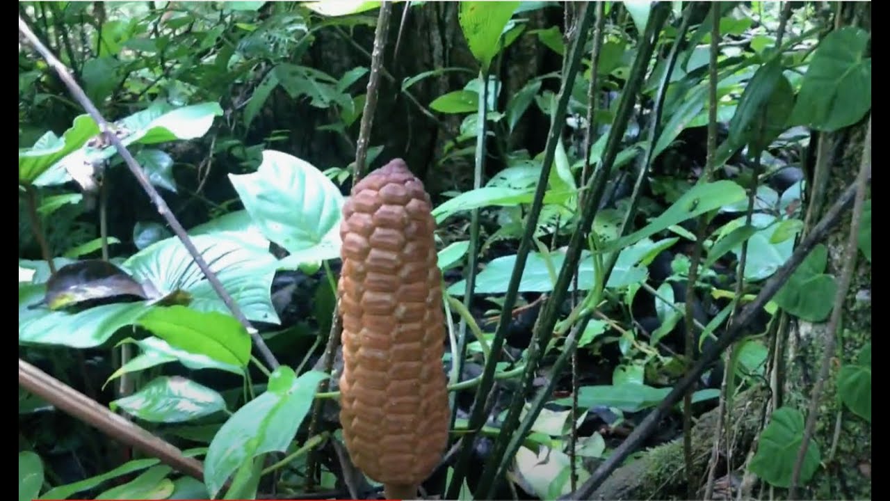 A Zamia Cycad Surprise & Brook’s Lagoon