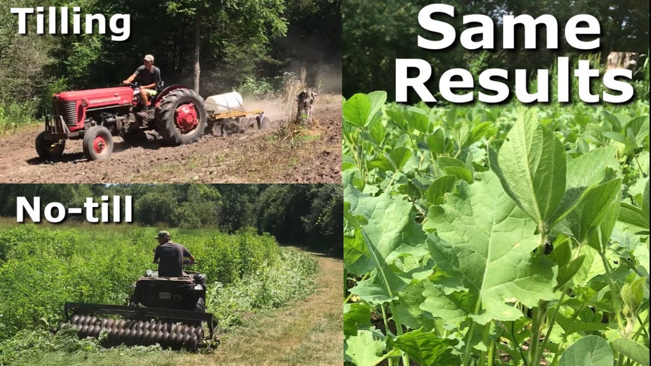 No-Till vs Tilling Brassica Food Plots - Same Results