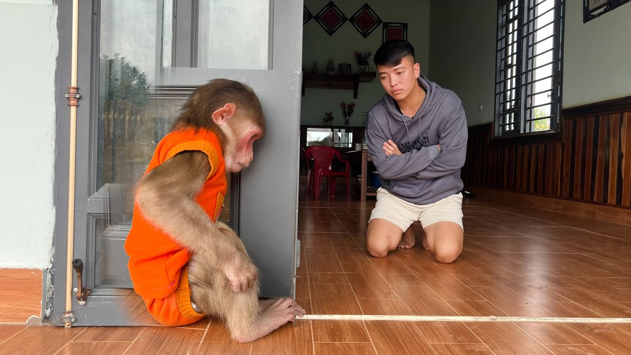 The best pet videos! A 60-minute short film of Luk the Monkey and dad