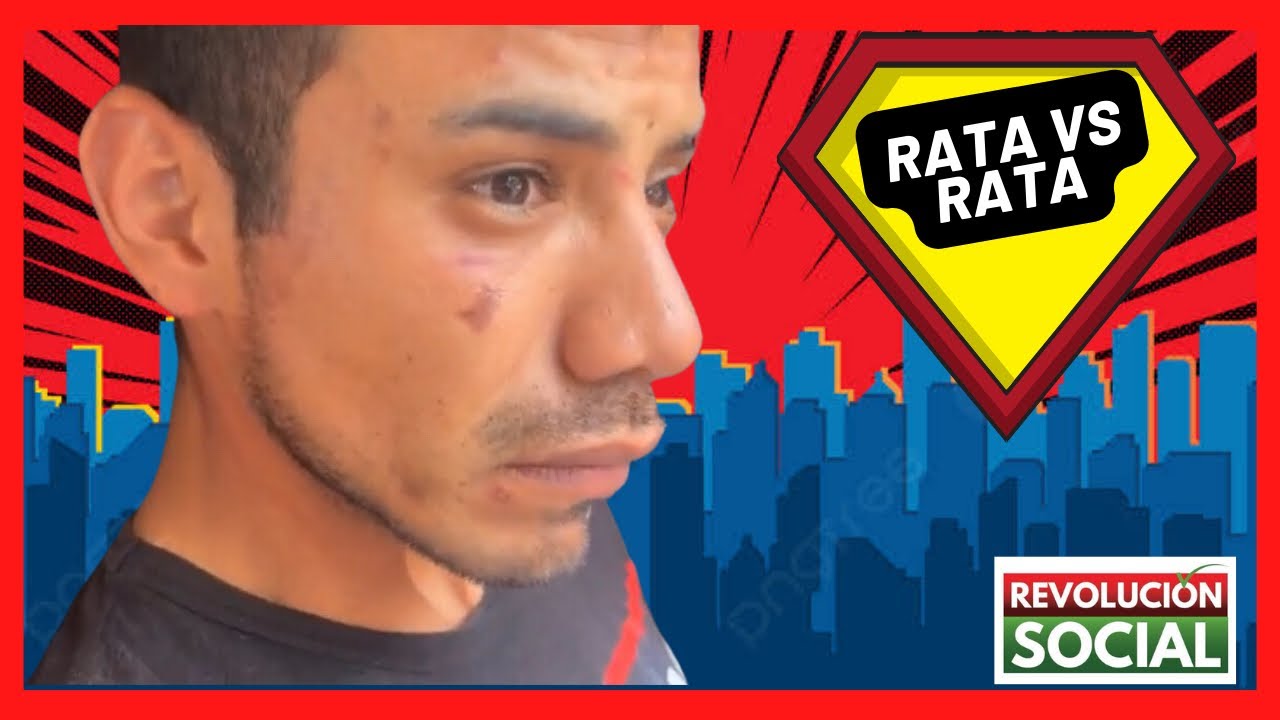 RATAS se encaran para ver quien es el más ratón.
