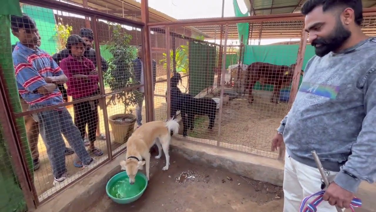 Dog rescue by prakash khatri dog trainer Jodhpur rajasthan 