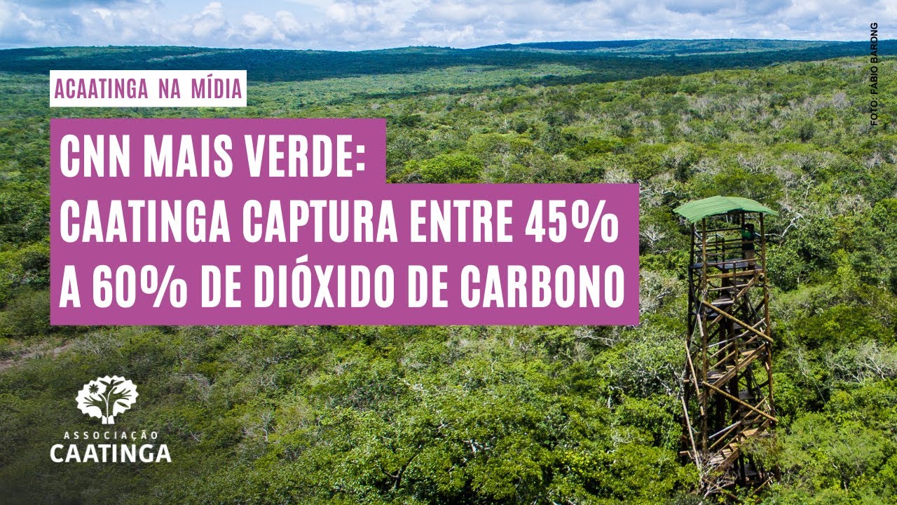 Caatinga captura entre 45% a 60% de dióxido de carbono