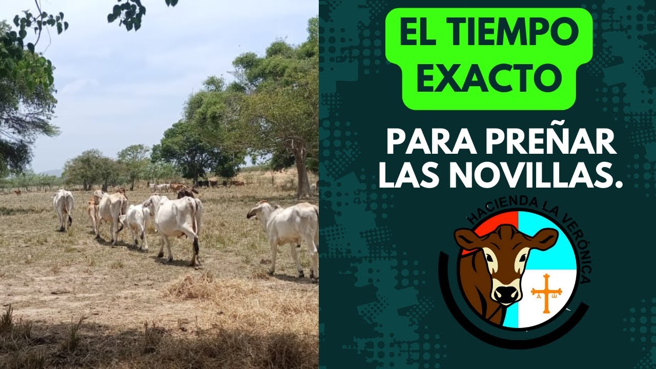 ESTE ES EL TIEMPO EXACTO PARA PRE&Ntilde;AR NOVILLAS...