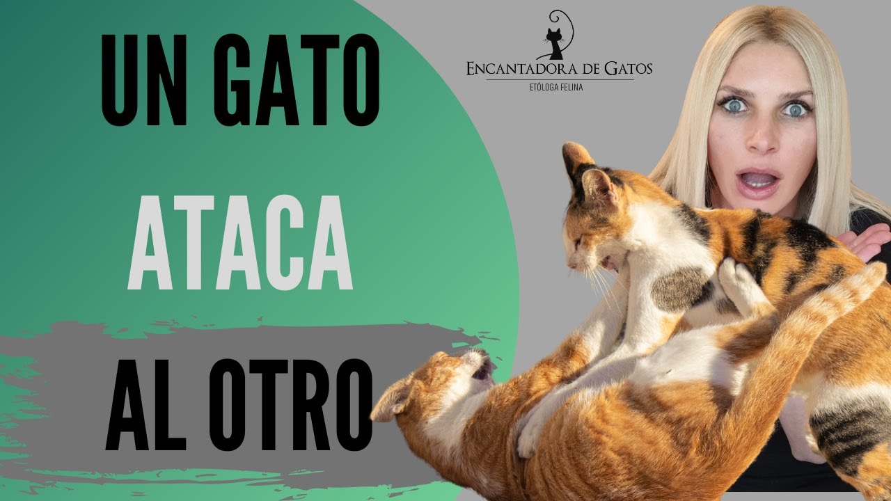 POR QU&Eacute; UN GATO ES AGRESIVO CON OTRO GATO | Encantadora de Gatos