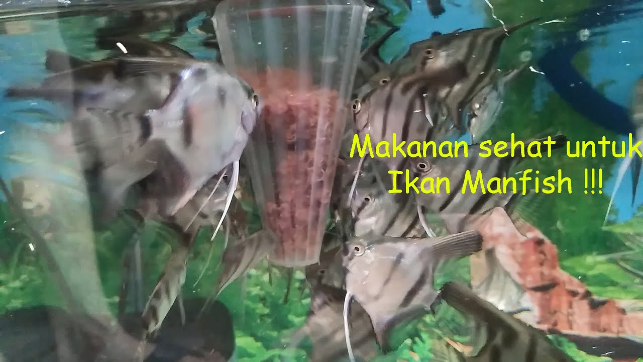 Makanan Ikan Manfish dari Kecil hingga Besar