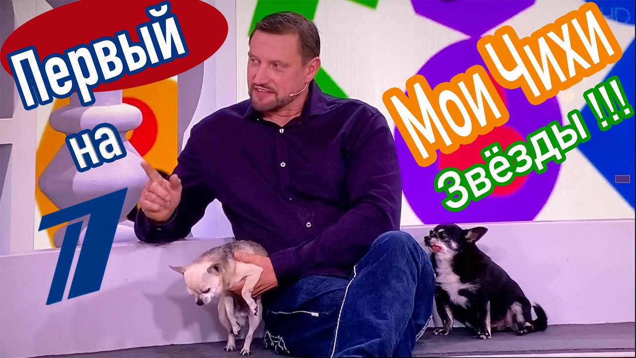 МОИ ЧИХУАХУА ЗВЕЗДЫ ПРОГРАММЫ 