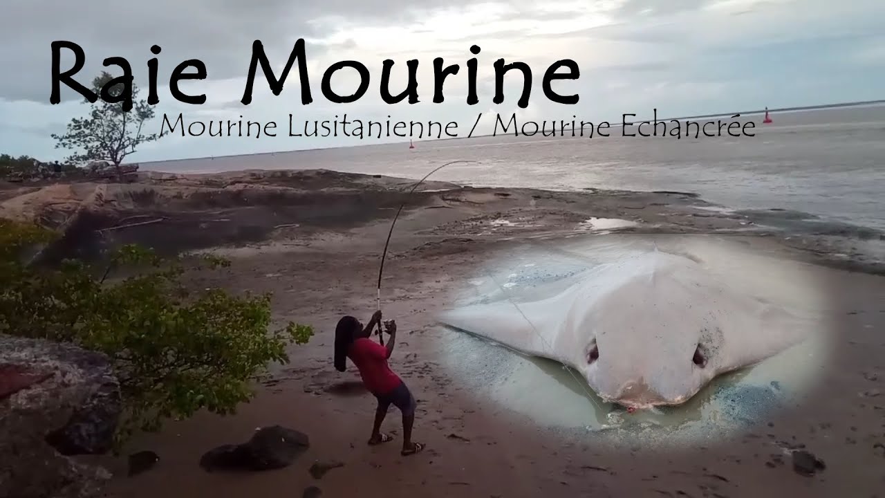 Pêche en Guyane | Raie Mourine par Yvan et Rufi [10 Nov 2024]