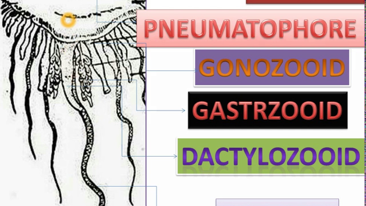 POLY MORPHISM IN CNIDARIA | ZOOID IN JELLY FISHES |GASTROZOOID | GONOZOOID |BLASTOZOOID|DACTYOZOOID