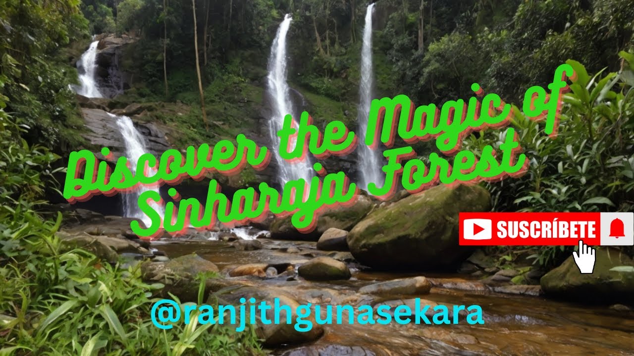Discover the Magic of Sinharaja Forest #SinharajaForest #Biodiversity #Conservation