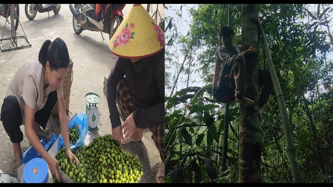 Today Ly and Nam went to the forest together to harvest wild fruits to sell to earn income.