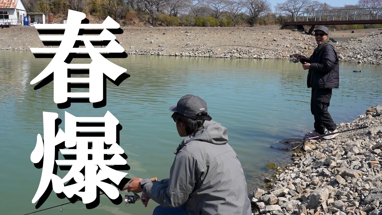 春爆、来ました。　#エリアトラウト #ヴァルケイン #釣り