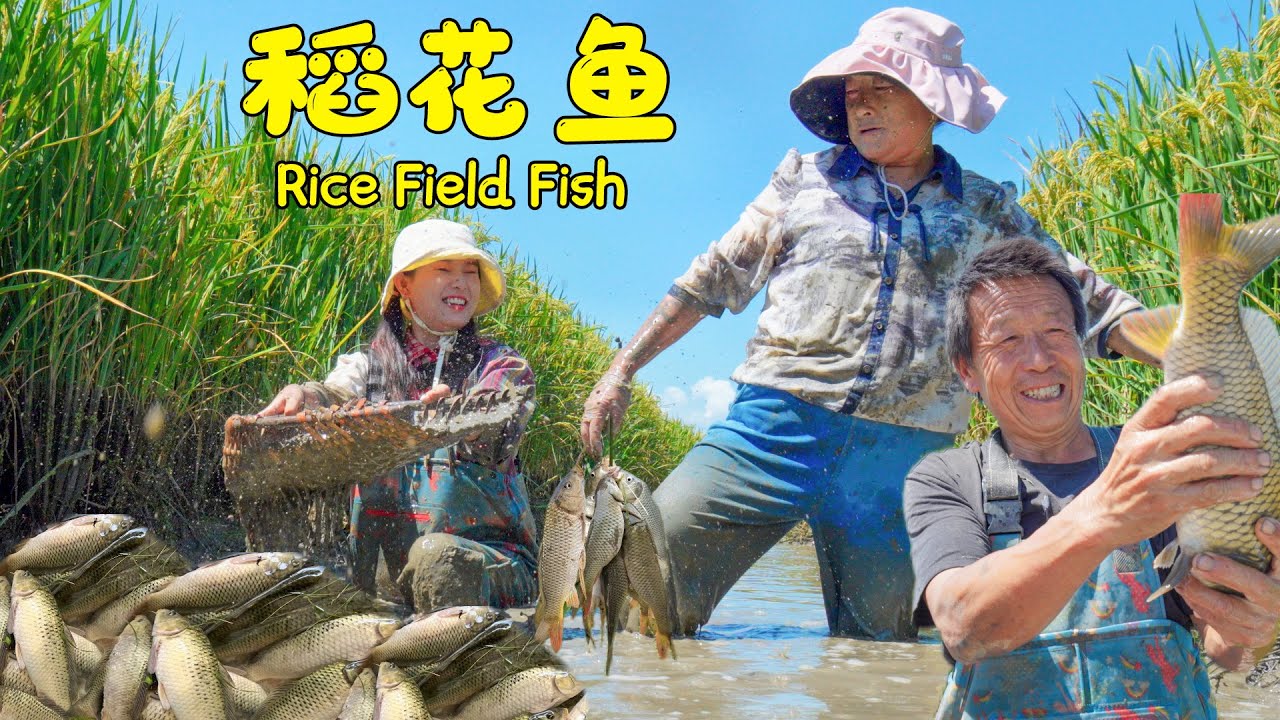 阿霞和妈妈去抓生长在稻田里的鱼儿回家做大餐！【叫我阿霞Channel】