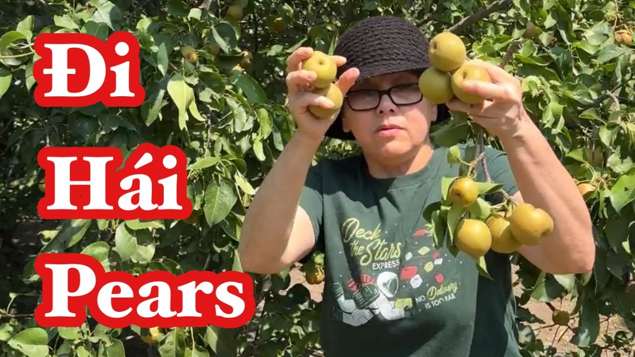 Đi Hái Trái Pears - Shot Video @ Vivian Nguyen TV # 387