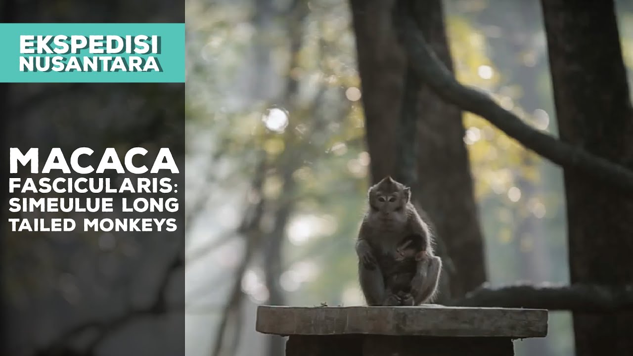 Macaca Fascicularis: Simeulue Long Tailed Monkeys