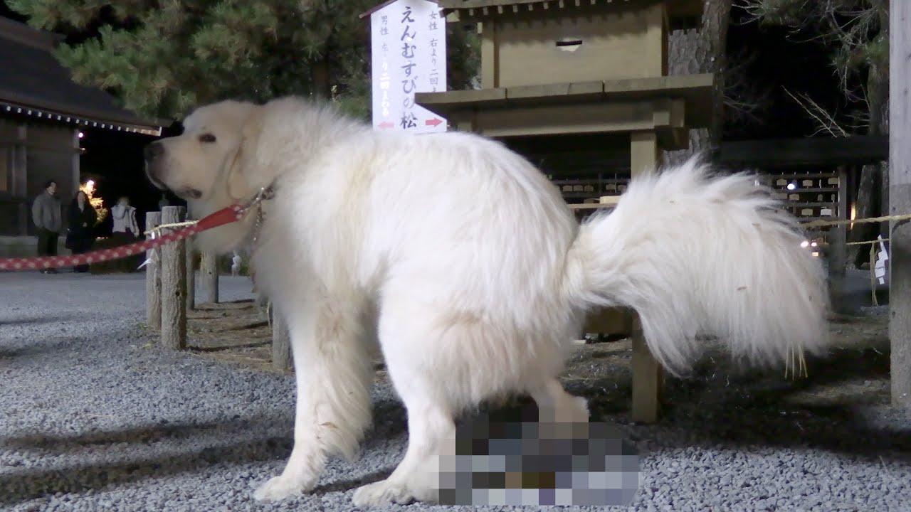 神社のど真ん中で大量のう○こをするグレートピレニーズ