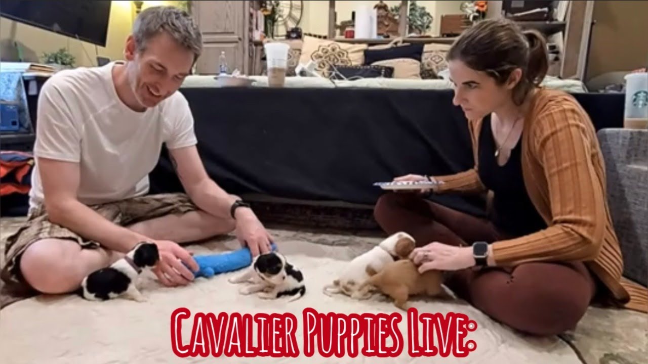 Cavalier Puppies Live: Potty Training, Exploring, Playing with Each Other