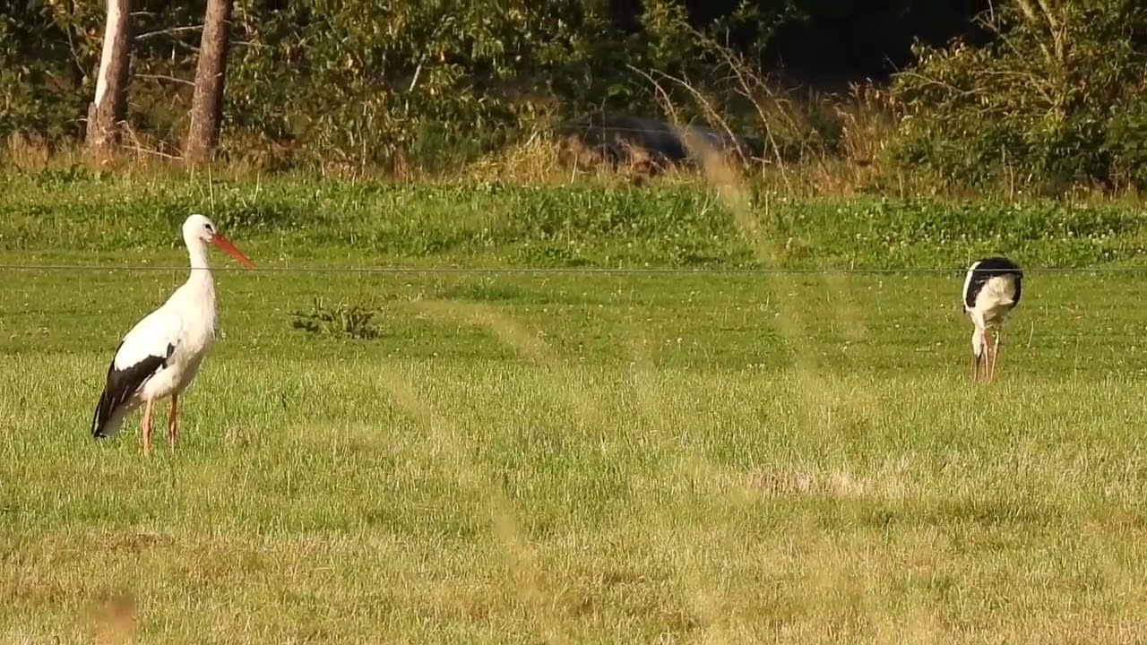 White storks in Denmark Rens 29 august 2025