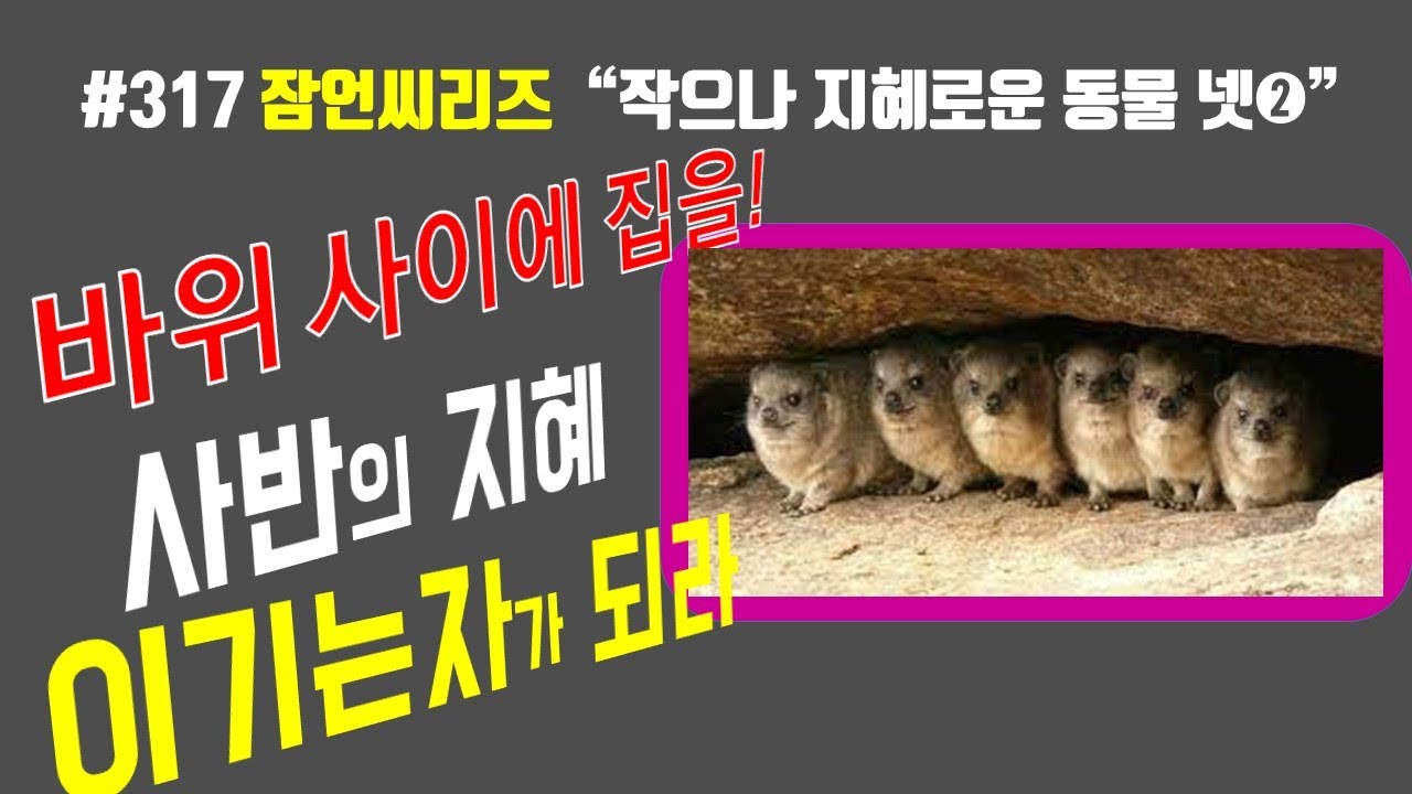 #317 잠언씨리즈2 사반의 지혜 바위 사이에집을 짓는 지혜