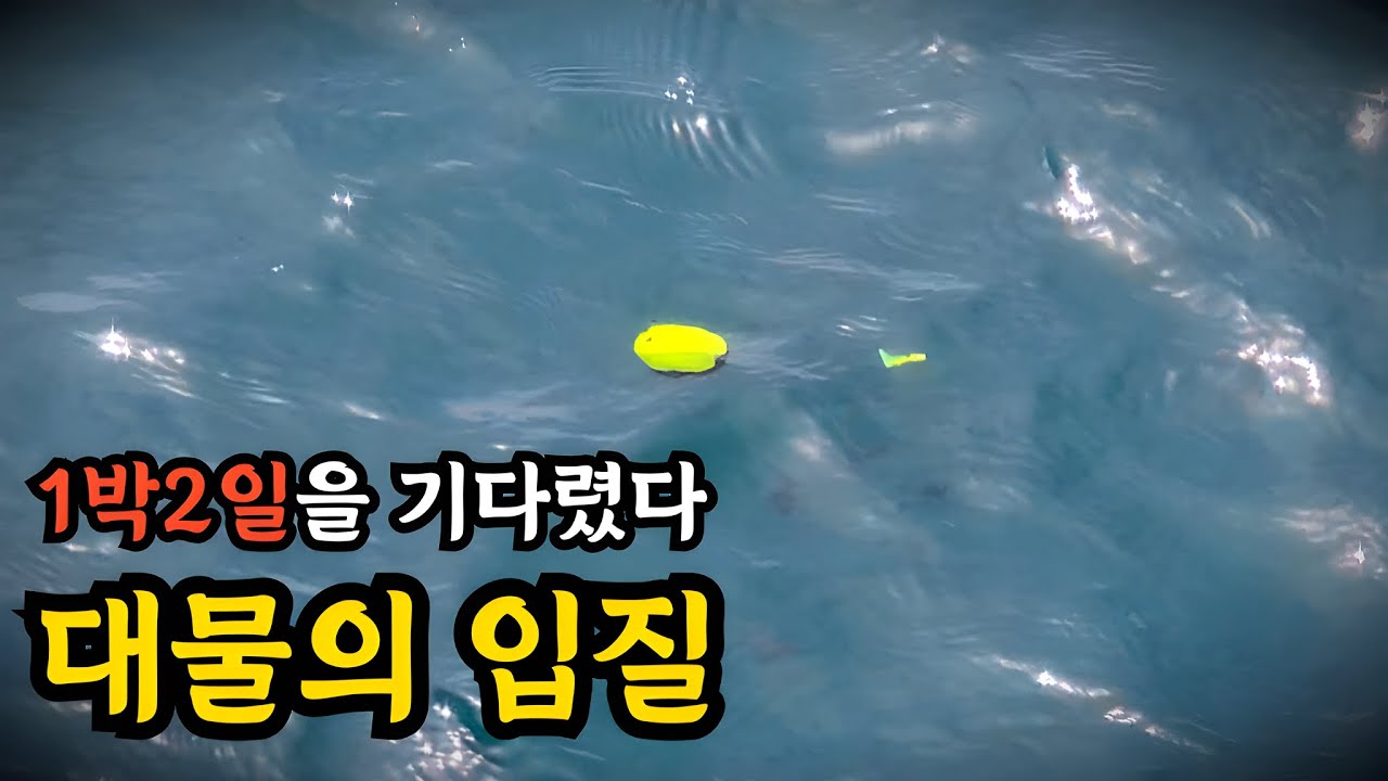 좌사리도 대물 벵에돔낚시