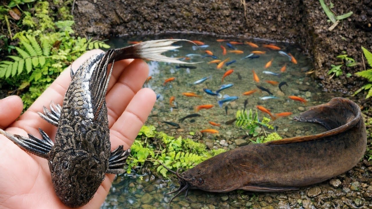 CATCHING A GIANT CATFIiSH AND MANY COLORFUL FISH IN A SMALL STREAM # FISH 