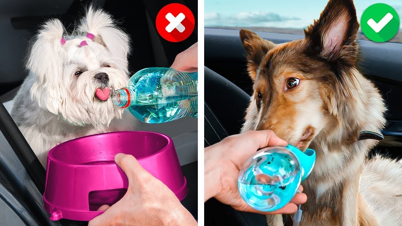 Gadgets de Cachorro Super Úteis! 🐾 Você Vai Adorar! || IDEIAS INCRÍVEIS