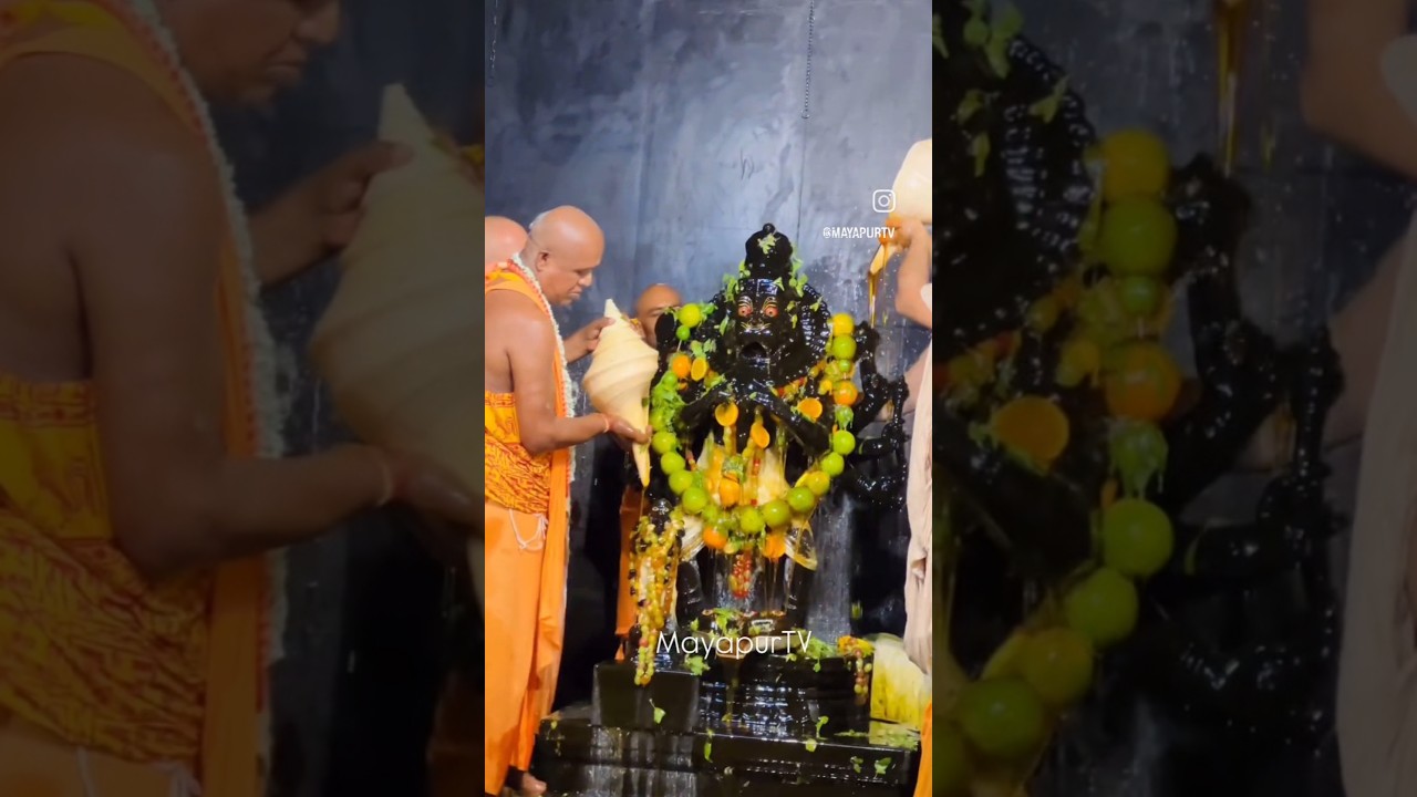 Narasimha Chaturdashi Maha Abhishek #mayapur #festival #iskcon #shorts
