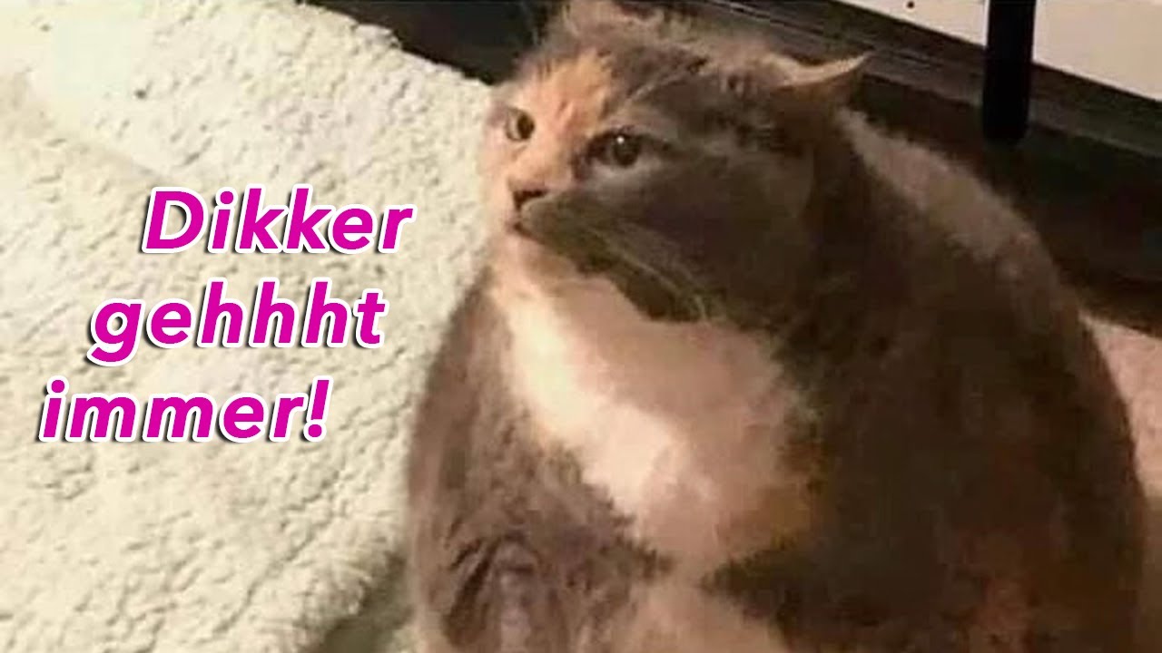 Was Tiere So Denken 139
