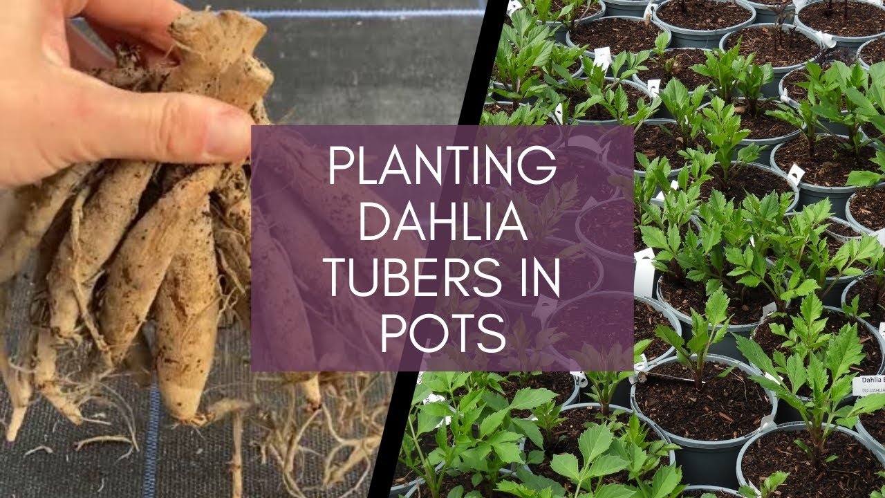 Planting Dahlia Tubers in Pots