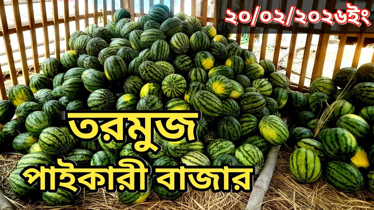 তরমুজ পাইকারী বাজার | Watermelon wholesale market | মায়ের দোয়া ফল ভান্ডার মহাদেবপুর নওগাঁ ২০/০২/২০২৬