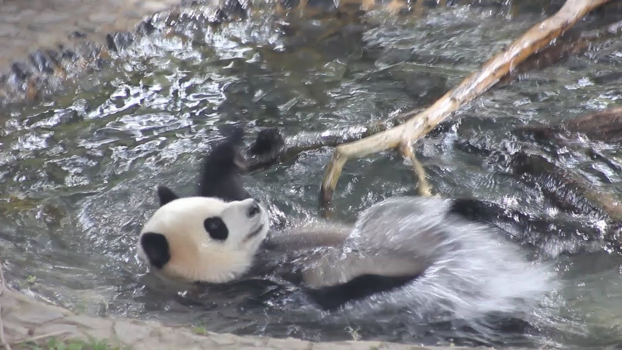 10/27/2023, Xiao Qi Ji swims backstroke again, plays/rolls with ball, cylinder toy and even bamboo