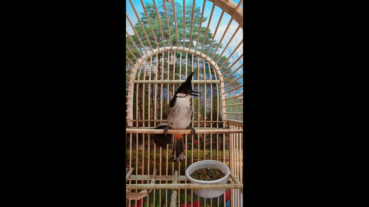 بلبل ماليزي أو أحمر الخديين 😍 شتكولون نثيه لو فحل ؟