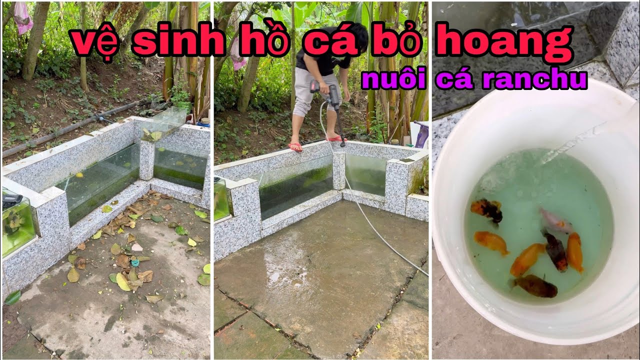 vệ sinh lại hồ cá bỏ hoang và xin cá ranchu về nuôi