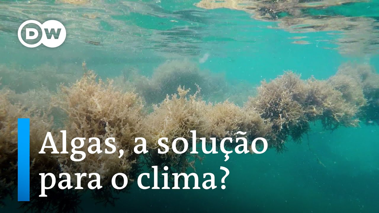 Por que algas podem ajudar a resolver a crise climática