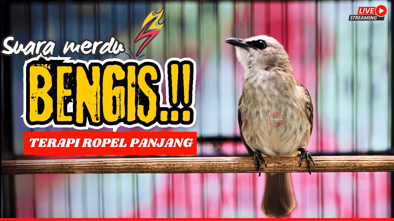 PANCINGAN TRUCUKAN GACOR ROPEL PANJANG‼️MASTERAN RAJA PIKAT TRUCUKAN BAHAN PASTI CEPAT NYAUT GACOR