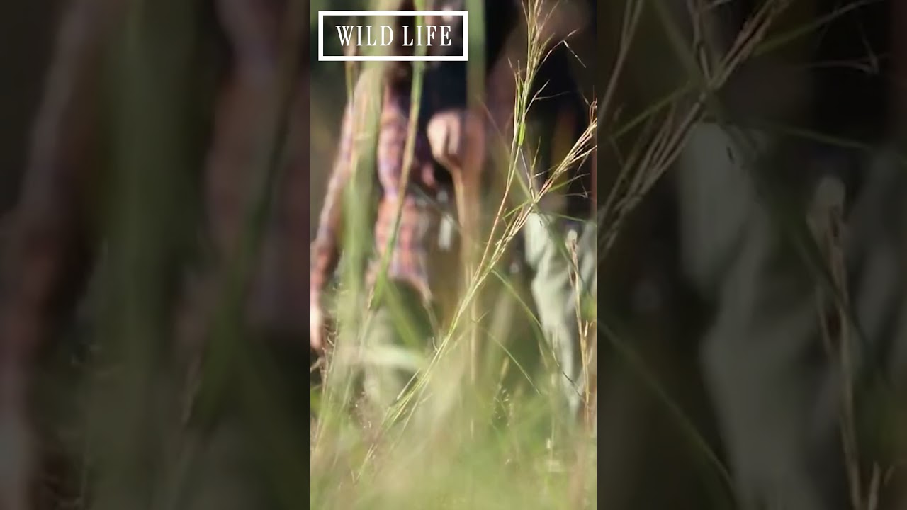 A Walk On The Wild Side! #Lions #NatureWalks #WildlifeDocumentary #shorts