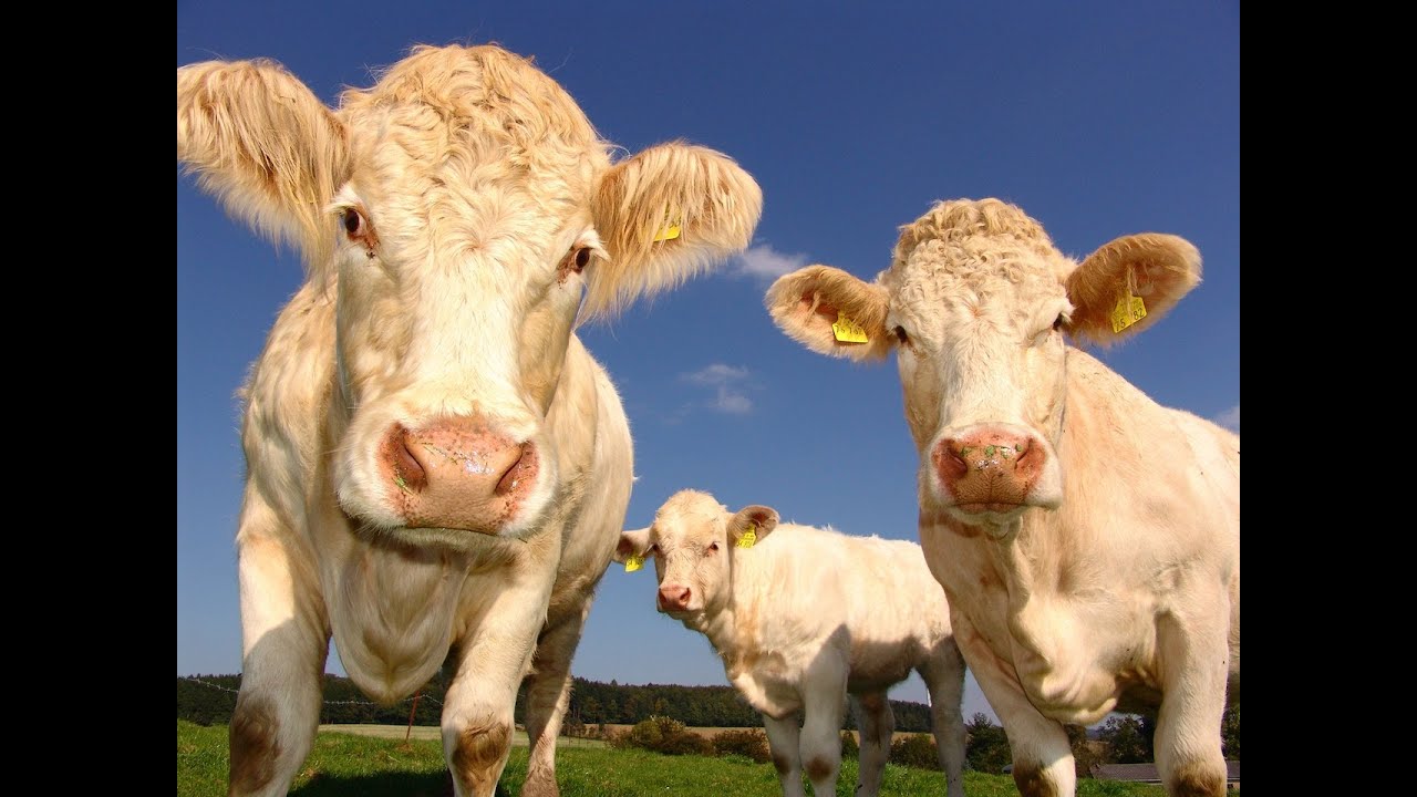 Zoonotic Disease of Cows