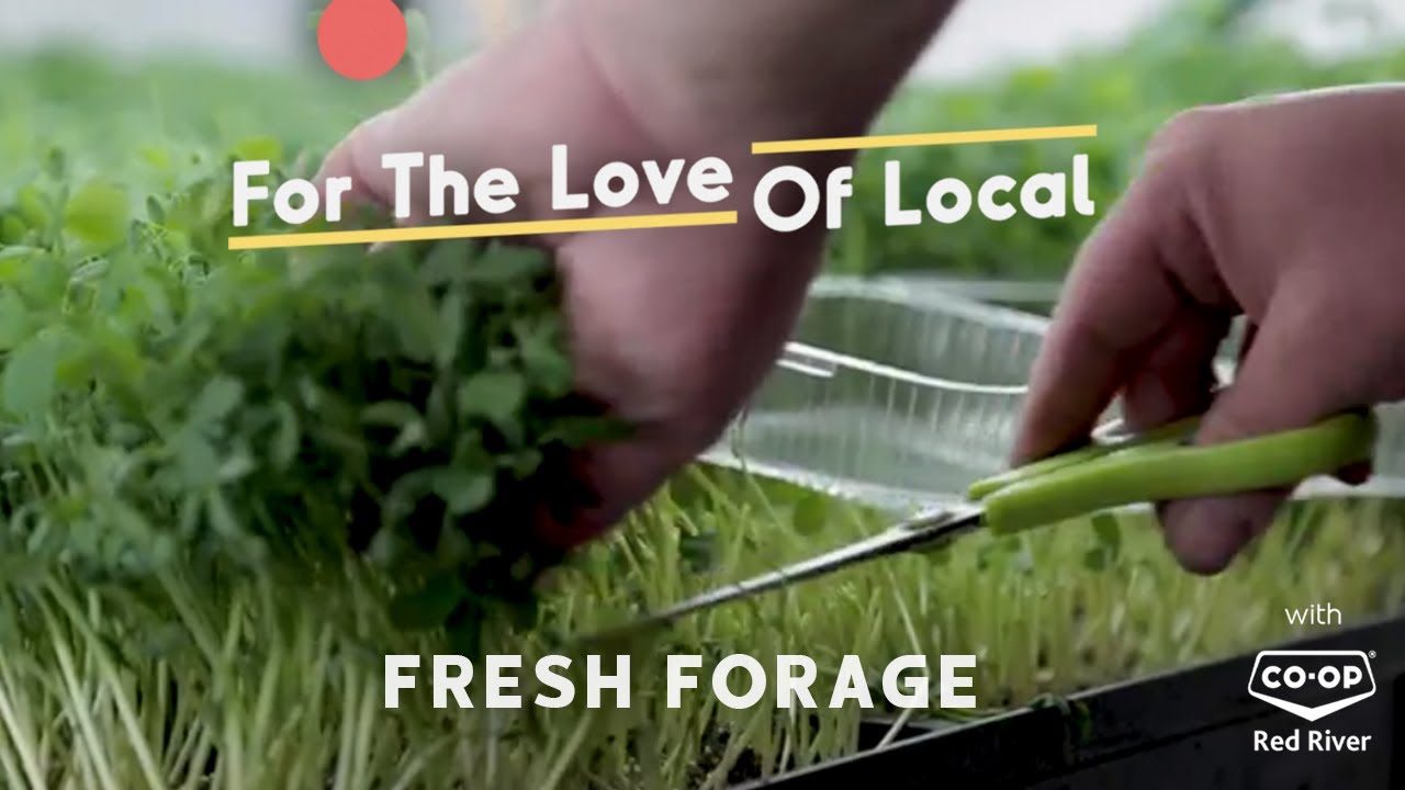 For The Love Of Local - Fresh Forage
