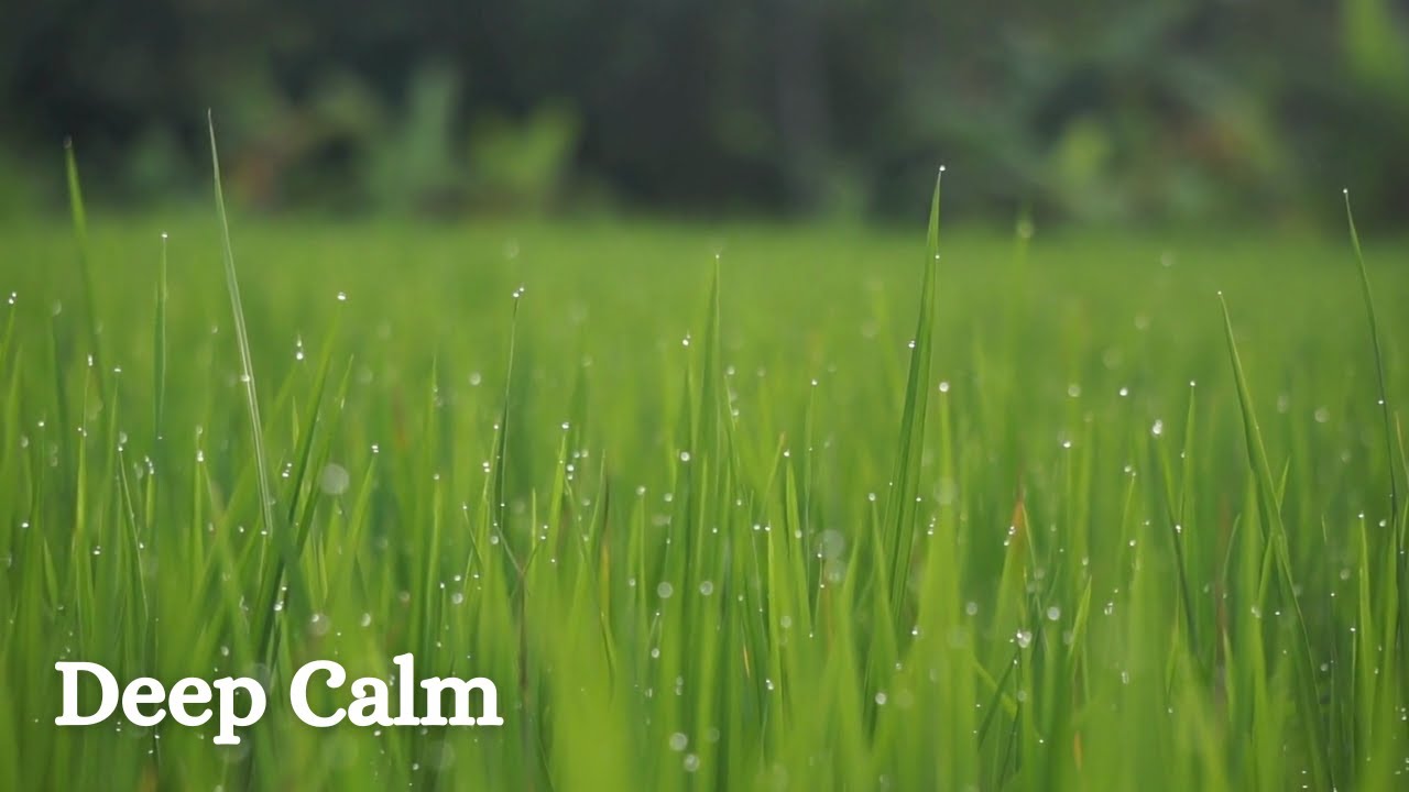 Soothing Music • Deep Sleep •  Calm & Meditation Relax & Soft • Birds Sounds with Gentle Music