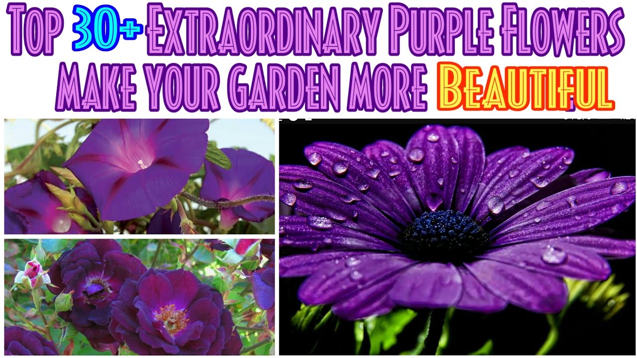 13 - Top 30+ Extraordinary Purple Flowers with names ||Plant them in your garden to increase Beauty