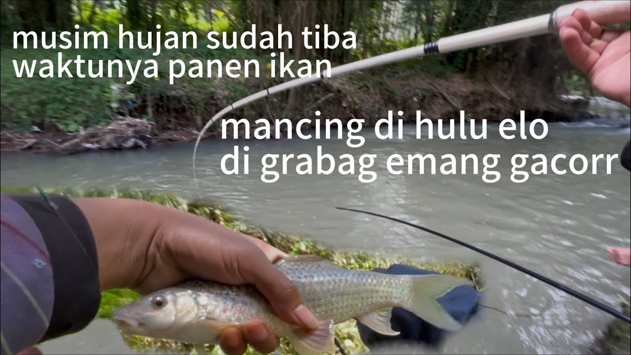 MAU MUSIM PENGHUJAN WAKTU YANG TEPAT UNTUK PANEN IKAN.mancing di hulu elo grabag takhik nutul