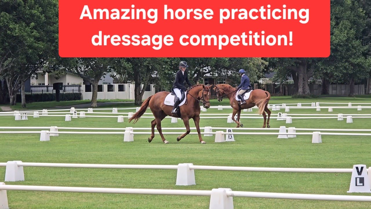 Unexpected Horse Show at the Park | Amazing to Watch!