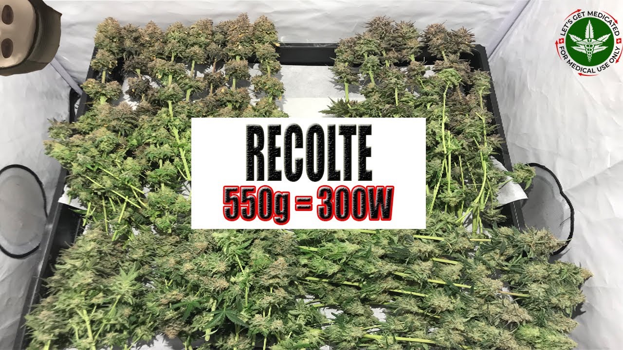 RECOLTE! COMMENT S&Eacute;CHER ET CONSERVER DU CANNABIS! 550G sur 1m2(300W)! PLANTATION STEP BY STEP INDOOR