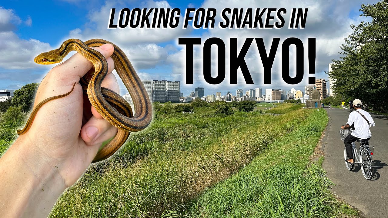 I Found a Snake in the World's Biggest City! Field Herping Japan!