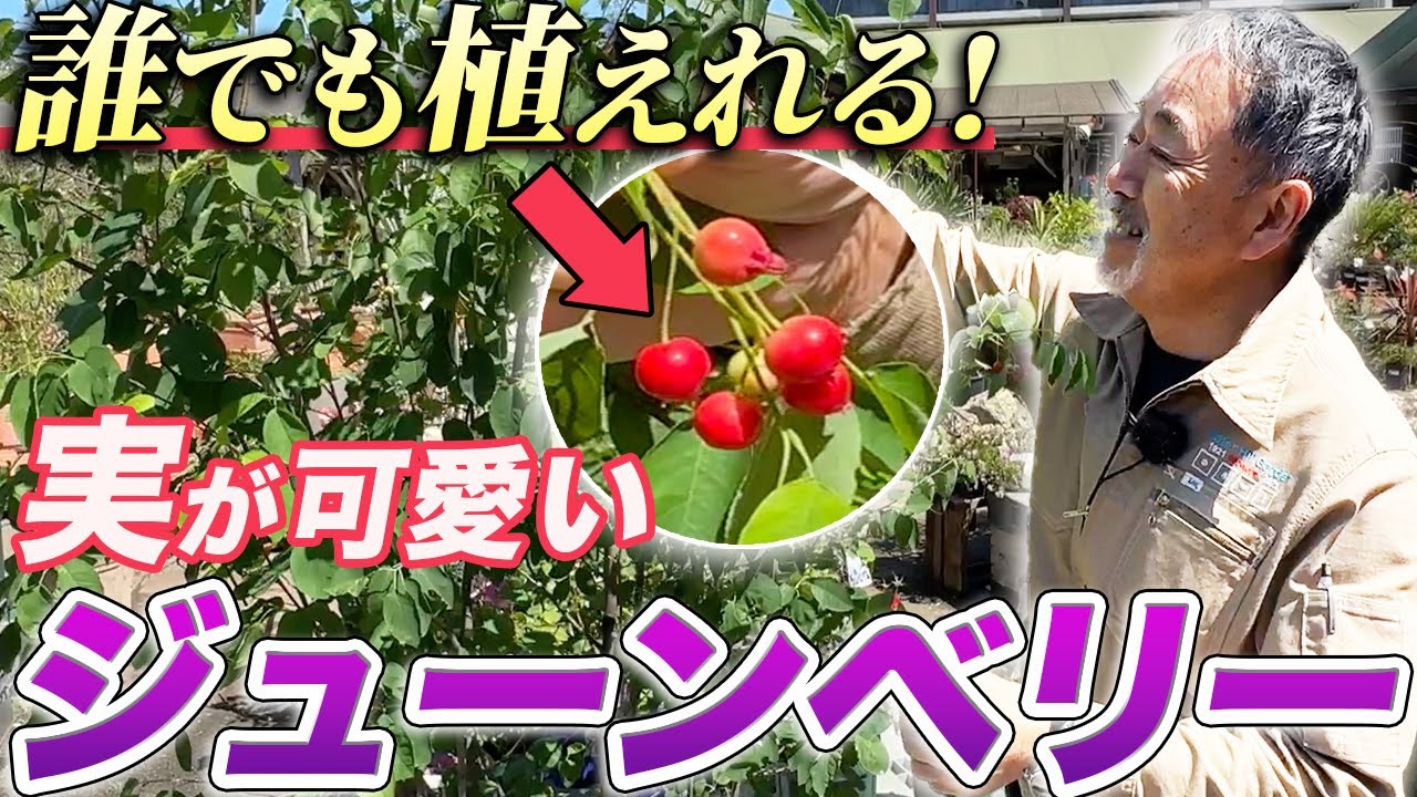 【プロが熱弁】実が特徴的なジューンベリー徹底解説！四季も楽しめる植木！【お庭】【植栽】