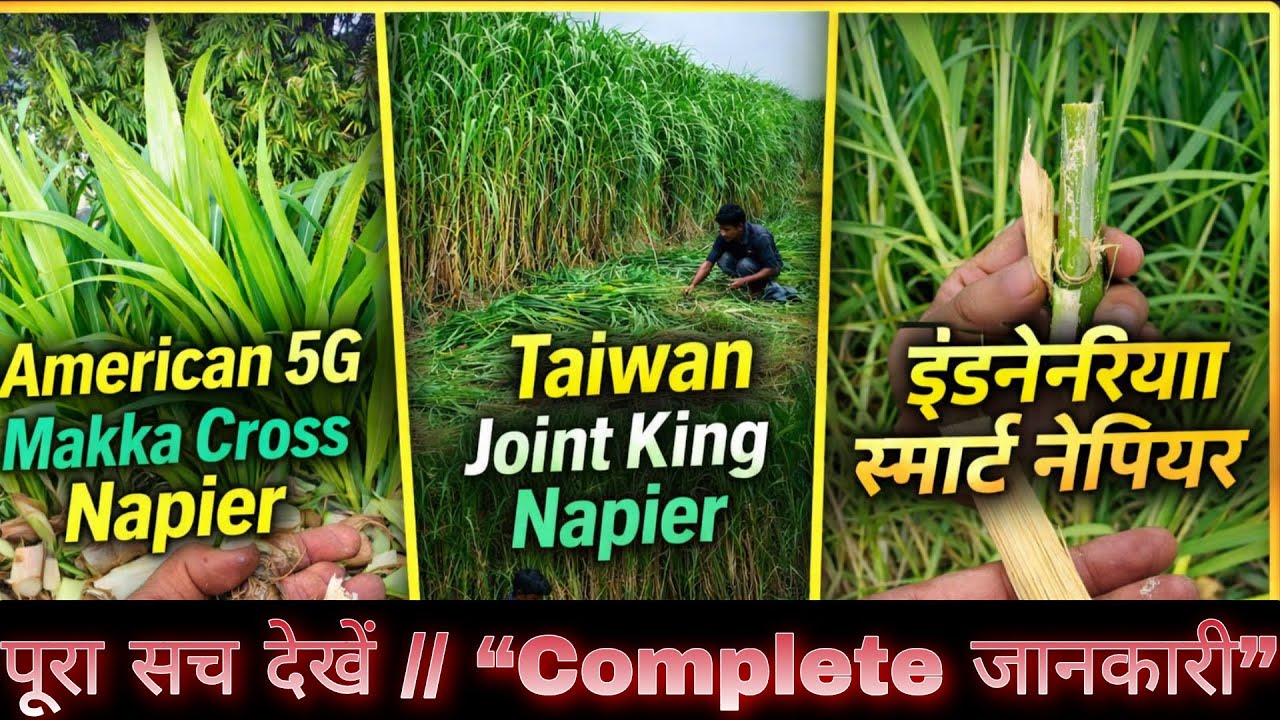 American 5G vs Taiwan Joint King vs इंडोनेशिया स्मार्ट नेपियर 🌱 | कौन सा सबसे बेहतर?